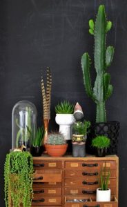 11 Lovely Small Cactus Ideas For Interior Decorations 08