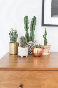 11 Lovely Small Cactus Ideas For Interior Decorations 17