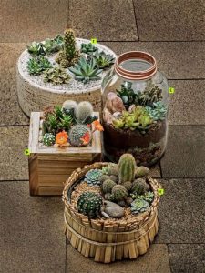 11 Lovely Small Cactus Ideas For Interior Decorations 20