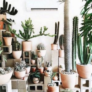 11 Lovely Small Cactus Ideas For Interior Decorations 22