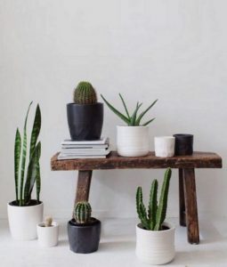11 Lovely Small Cactus Ideas For Interior Decorations 24