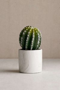 11 Lovely Small Cactus Ideas For Interior Decorations 25