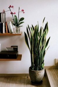 11 Lovely Small Cactus Ideas For Interior Decorations 30