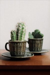 11 Lovely Small Cactus Ideas For Interior Decorations 34