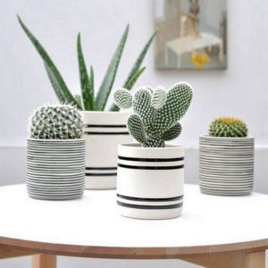 11 Lovely Small Cactus Ideas For Interior Decorations 36