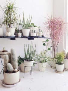 11 Lovely Small Cactus Ideas For Interior Decorations 38