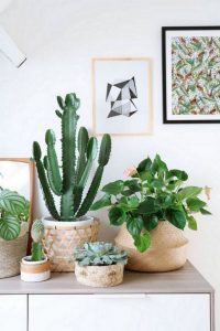 11 Lovely Small Cactus Ideas For Interior Decorations 39
