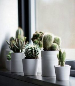 11 Lovely Small Cactus Ideas For Interior Decorations 40
