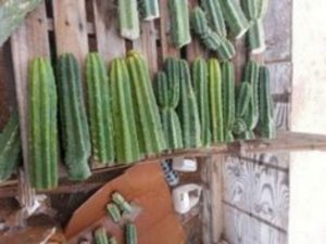 13 Astonishing San Pedro Cactus Inspirations To Completing Your Garden 03