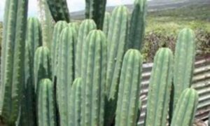 13 Astonishing San Pedro Cactus Inspirations To Completing Your Garden 07