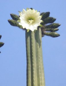 13 Astonishing San Pedro Cactus Inspirations To Completing Your Garden 08