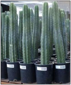 13 Astonishing San Pedro Cactus Inspirations To Completing Your Garden 09