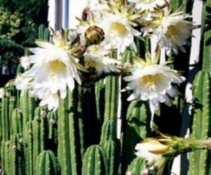 13 Astonishing San Pedro Cactus Inspirations To Completing Your Garden 11