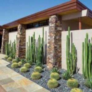 13 Astonishing San Pedro Cactus Inspirations To Completing Your Garden 13