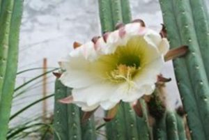 13 Astonishing San Pedro Cactus Inspirations To Completing Your Garden 14