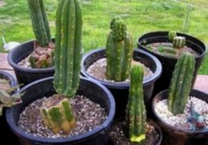 13 Astonishing San Pedro Cactus Inspirations To Completing Your Garden 15
