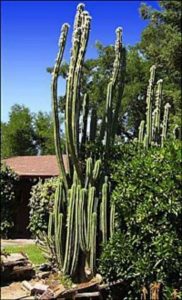 13 Astonishing San Pedro Cactus Inspirations To Completing Your Garden 20