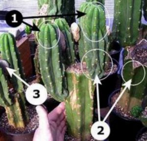 13 Astonishing San Pedro Cactus Inspirations To Completing Your Garden 25