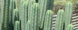 13 Astonishing San Pedro Cactus Inspirations To Completing Your Garden 26