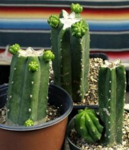 13 Astonishing San Pedro Cactus Inspirations To Completing Your Garden 27