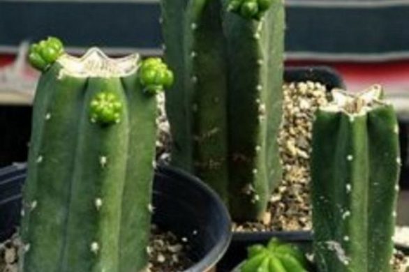 13 Astonishing San Pedro Cactus Inspirations To Completing Your Garden 27
