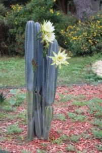 13 Astonishing San Pedro Cactus Inspirations To Completing Your Garden 28
