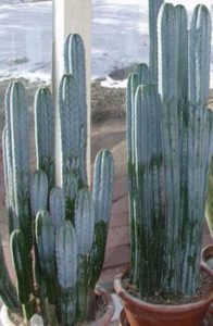 13 Astonishing San Pedro Cactus Inspirations To Completing Your Garden 29