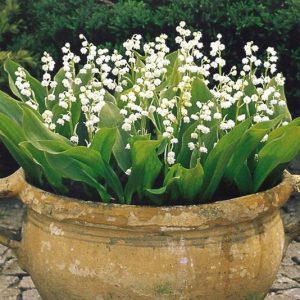 13 Brilliant Flower Pots Ideas For Your Garden 20