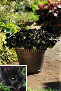 19 Superb Black Plants And Flowers That Add Drama For An Awesome Black Garden 11