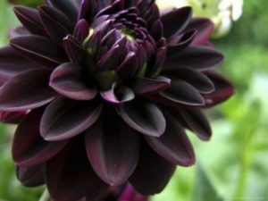 19 Superb Black Plants And Flowers That Add Drama For An Awesome Black Garden 18
