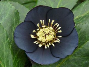 19 Superb Black Plants And Flowers That Add Drama For An Awesome Black Garden 29