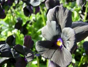19 Superb Black Plants And Flowers That Add Drama For An Awesome Black Garden 33