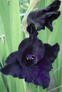 19 Superb Black Plants And Flowers That Add Drama For An Awesome Black Garden 39