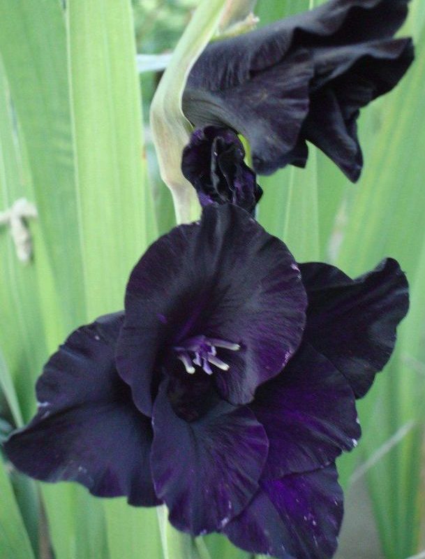 19 Superb Black Plants And Flowers That Add Drama For An Awesome Black Garden 39