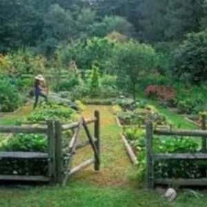 15 Wonderful Edible Plants Ideas To Enhance Your Backyard Garden 05