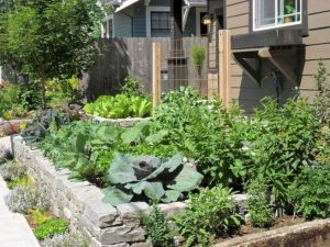 15 Wonderful Edible Plants Ideas To Enhance Your Backyard Garden 09