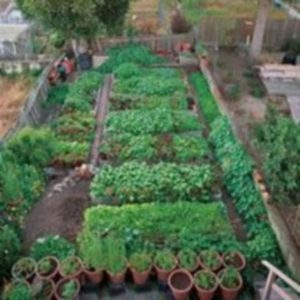 15 Wonderful Edible Plants Ideas To Enhance Your Backyard Garden 25