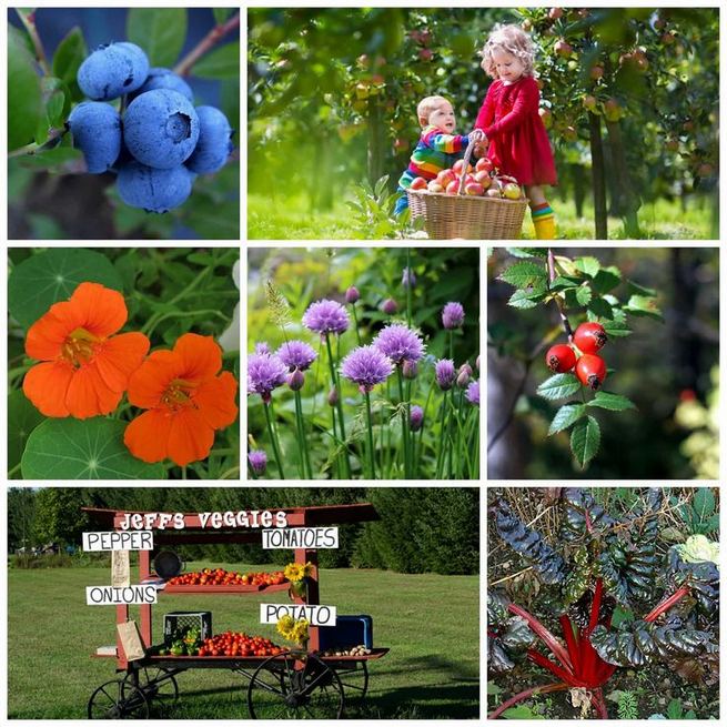 15 Wonderful Edible Plants Ideas To Enhance Your Backyard Garden - lmolnar
