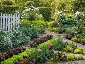 15 Wonderful Edible Plants Ideas To Enhance Your Backyard Garden 30
