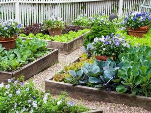 15 Wonderful Edible Plants Ideas To Enhance Your Backyard Garden 32