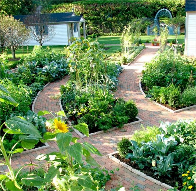 15 Wonderful Edible Plants Ideas To Enhance Your Backyard Garden - lmolnar